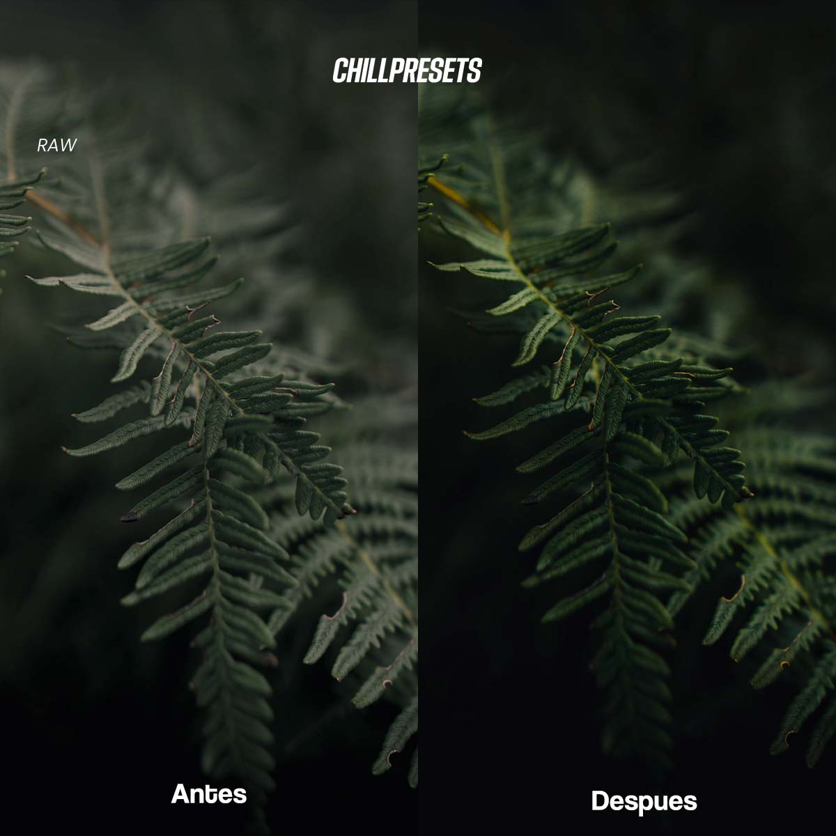 The Master Collections - Lightroom Presets